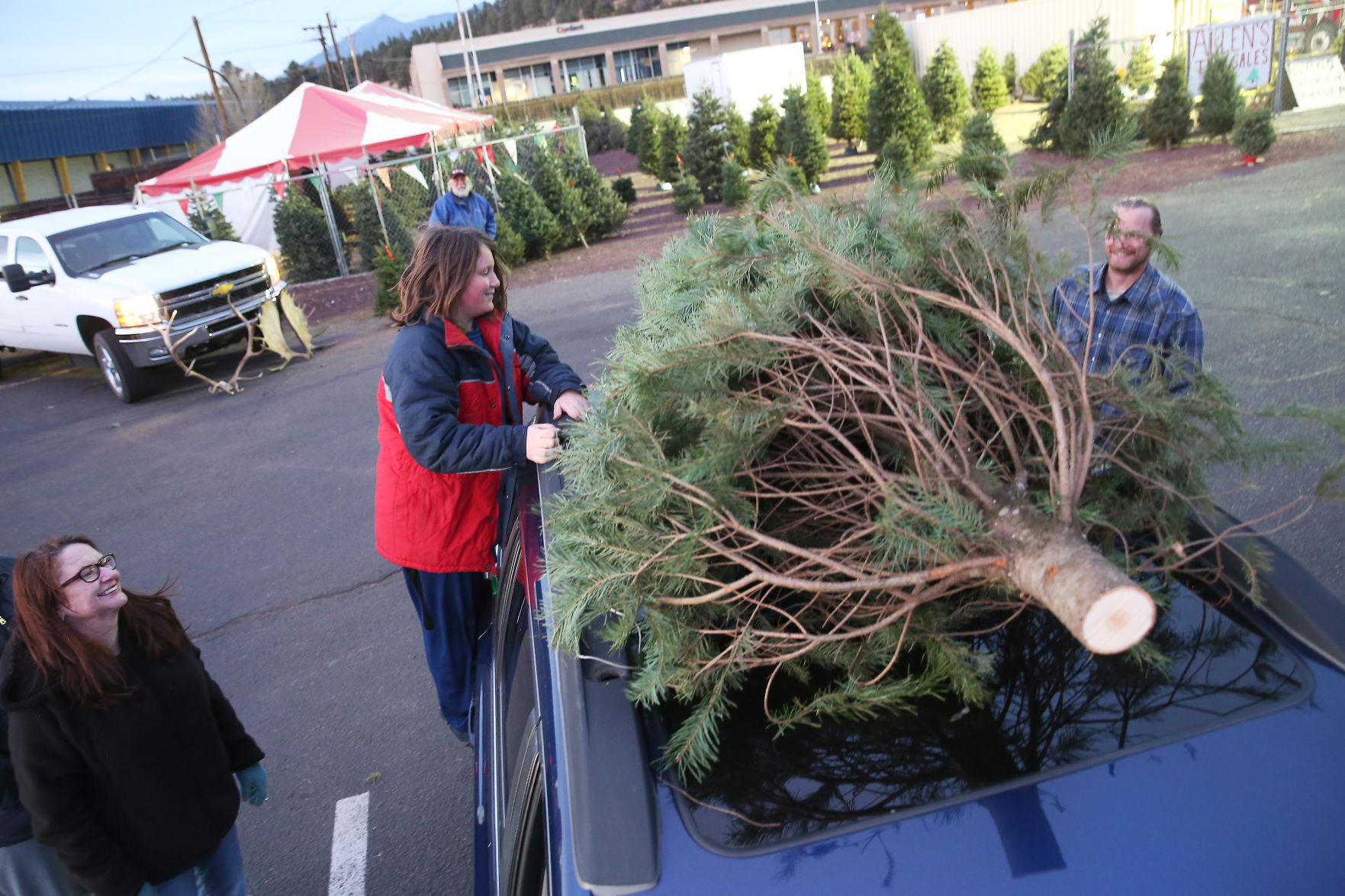 The Perfect Live Tree